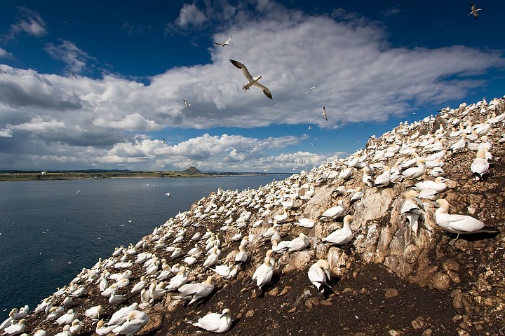 Batlpel Morus bassanus Northern Gannet